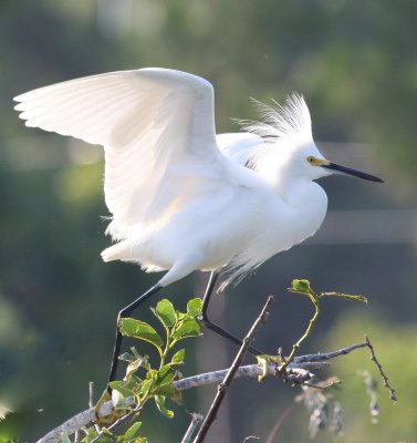 Snowy Egret