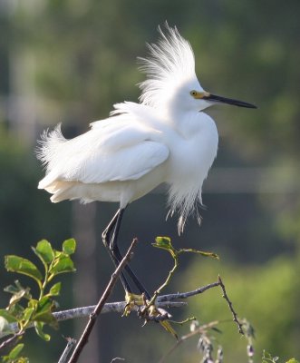 Snowy Egret