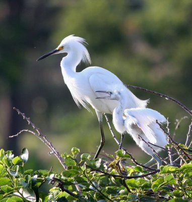 Snowy Egrets