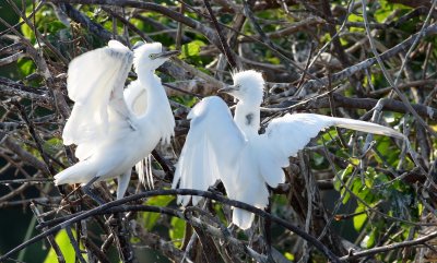 Snowy Egret (Chicks