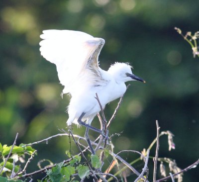 Snowy Egret (Chick)
