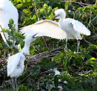 Snowy Egret (Chicks)