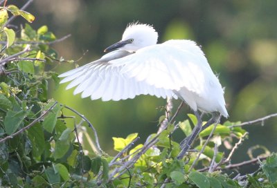 Snowy Egret (Chick)
