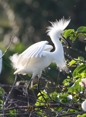 Snowy Egret