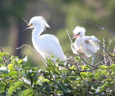 Snowy Egrets (With Thier Chicks)