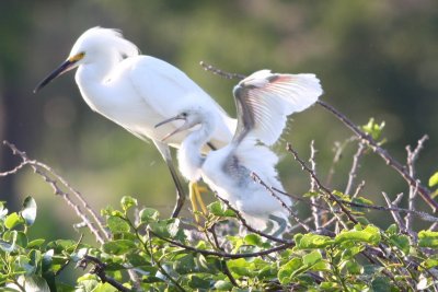 Snowy Egrets