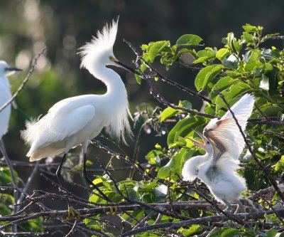 Snowy Egrets (With Thier Chicks)