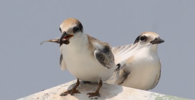 Least Terns