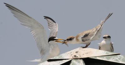 Least Terns