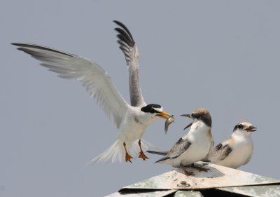 Least Terns
