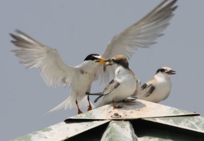 Least Terns