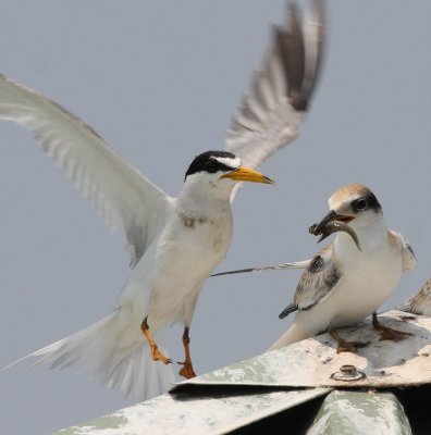 Least Terns