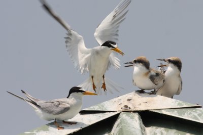 Least Terns  Lunch Is Here