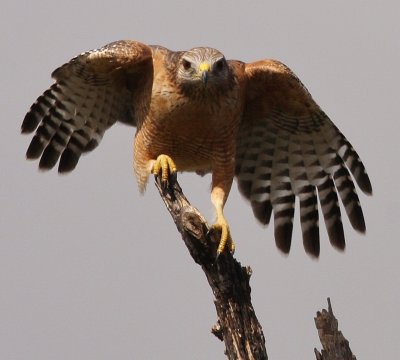 Red-Shouldered Hawk