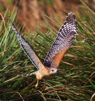 Red-Shoulderd Hawk