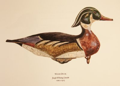 Wood Duck Maker: Joseph Lincoln ca. 1925