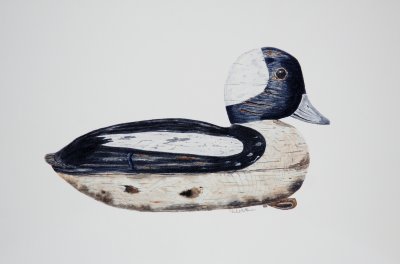 Bufflehead Drake Maker John English Ca. 1880