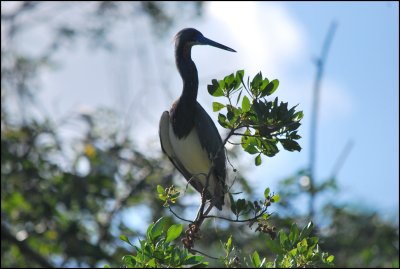         Aigrette tricolore