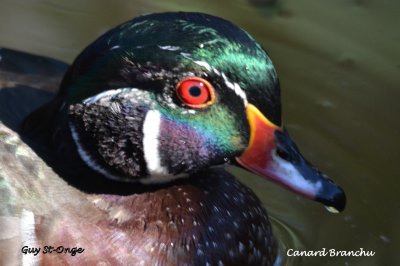        Canard branchu