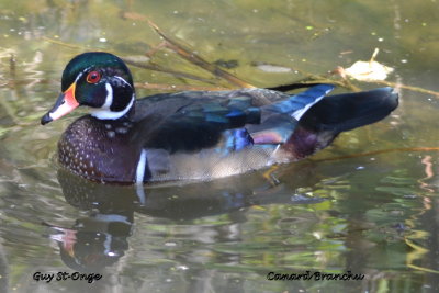             Canard branchu