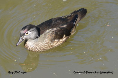 Canard branchu