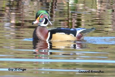          Canard branchu