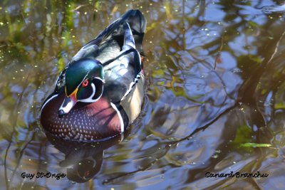            Canard branchu