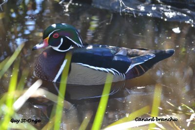           Canard branchu
