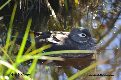             Canard branchu