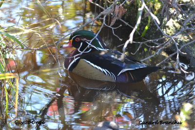             Canard branchu