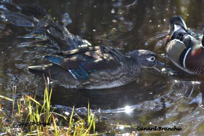           Canard branchu