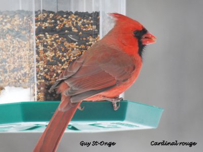          Cardinal rouge