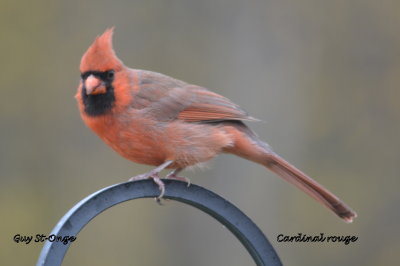           Cardinal rouge