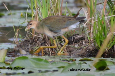           Talève violacée