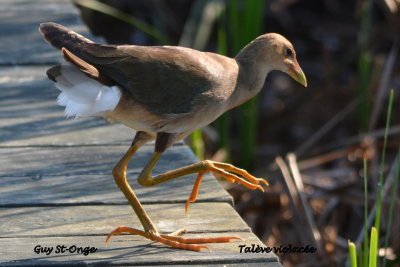             Talève violacée