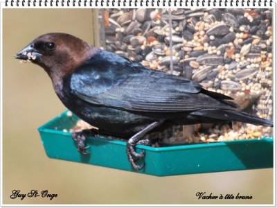 Vacher à tête brune