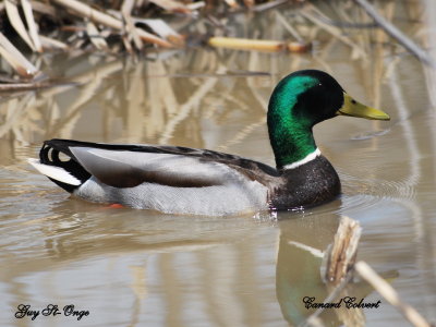  Canard colvert