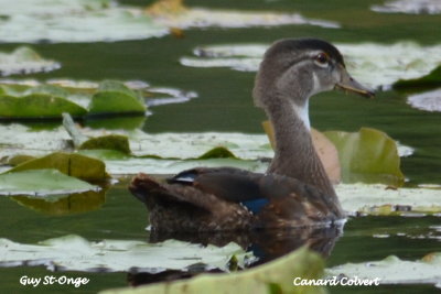           Canard Colvert