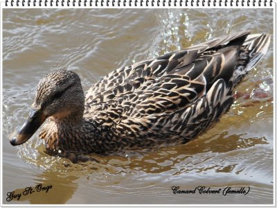                Canard Colvert
