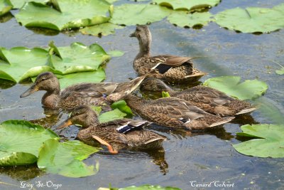            Canard Colvert