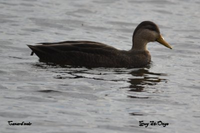               Canard noiur