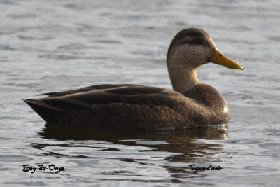             Canard noiur