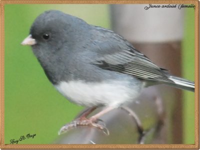 Junco ardoisé
