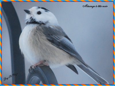           Mésange à tête noir