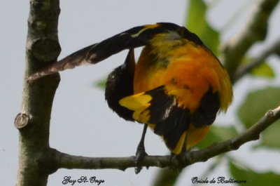 Oriole de Baltimore