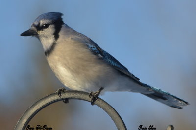            Geai bleu