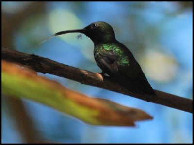          Collibri Emeraude vert