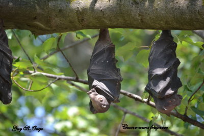   Chauve souris frigivore