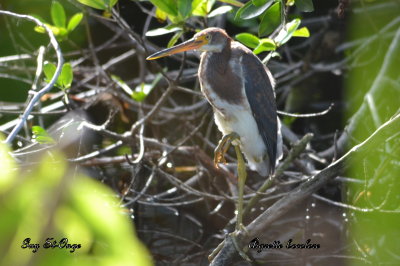     Aigrette tricolore