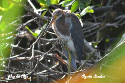            Aigrette tricolore